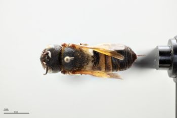 Media type: image;   Entomology 786035 Aspect: habitus dorsal view